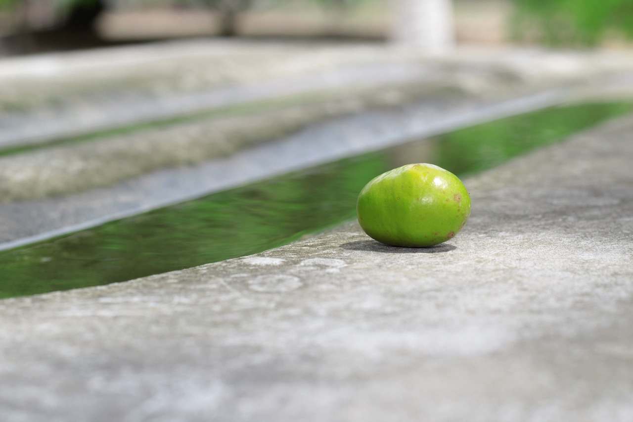 Verde em Altura: Como Criar um Jardim Vertical e Transformar seu Espaço